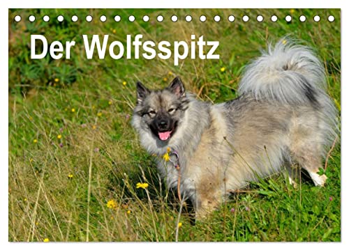 Der Wolfsspitz (Tischkalender 2025 DIN A5 quer), CALVENDO Monatskalender: Der Wolfsspitz zählt zu den ältesten Hunderassen und ist der größte Vertreter der Spitze. von Calvendo