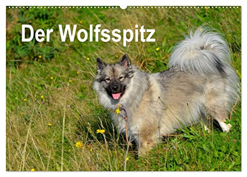 Der Wolfsspitz (Wandkalender 2025 DIN A2 quer), CALVENDO Monatskalender: Der Wolfsspitz zählt zu den ältesten Hunderassen und ist der größte Vertreter der Spitze. von Calvendo
