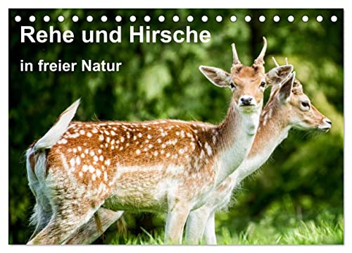 Rehe und Hirsche in freier Natur (Tischkalender 2025 DIN A5 quer), CALVENDO Monatskalender: Rehe und Hirsche im Wald und auf dem Berg von Calvendo