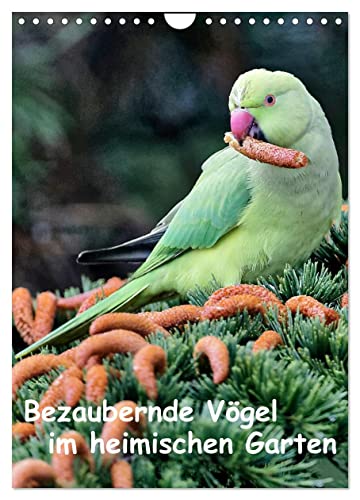 Bezaubernde Vögel im heimischen Garten (Wandkalender 2025 DIN A4 hoch), CALVENDO Monatskalender von CALVENDO