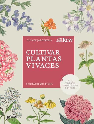 Cultivar plantas vivaces von Blume