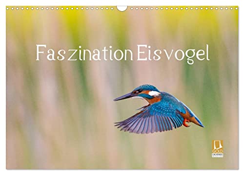 Faszination Eisvogel (Wandkalender 2024 DIN A3 quer), CALVENDO Monatskalender von CALVENDO