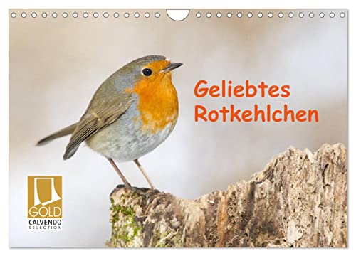 Geliebtes Rotkehlchen (Wandkalender 2024 DIN A4 quer), CALVENDO Monatskalender von CALVENDO