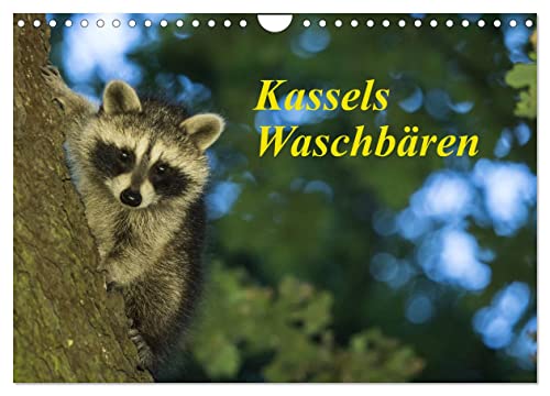 Kassels Waschbären (Wandkalender 2024 DIN A4 quer), CALVENDO Monatskalender von CALVENDO