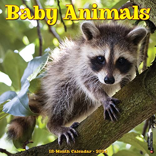 Baby Animals 2024 12 X 12 Wall Calendar von Willow Creek Pr