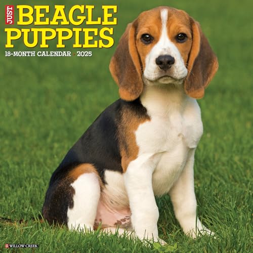 Beagle Puppies 2025 Wall Beagle Puppies 2025 Wall