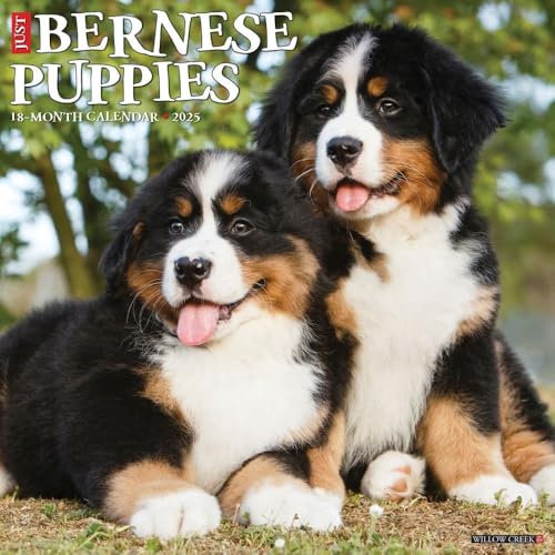 Bernese Mountain Puppies 2025 Wall Bernese Mountain Puppies 2025 Wall von WILLOW CREEK