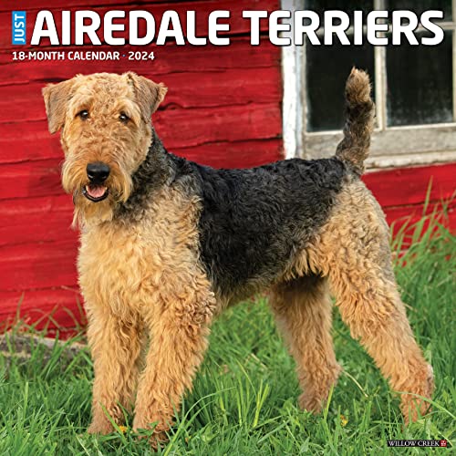 Just Airedale Terriers 2024 Calendar von Willow Creek Press