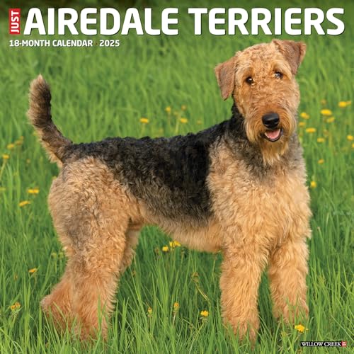 Just Airedale Terriers 2025 12 X 12 Wall Calendar Just Airedale Terriers 2025 12 X 12 Wall Calendar