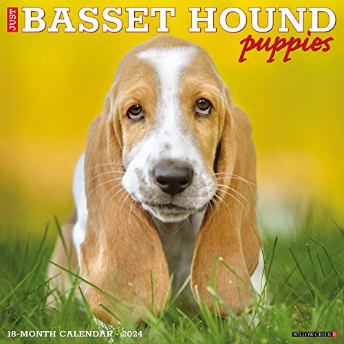 Just Basset Hound Puppies 2024 12 X 12 Wall Calendar