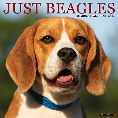 Just Beagles 2024 12 X 12 Wall Calendar