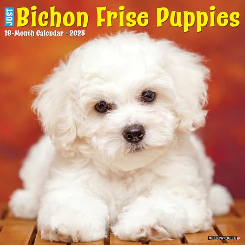 Just Bichon Frise Puppies 2025 12 X 12 Wall Calendar Just Bichon Frise Puppies 2025 12 X 12 Wall Calendar