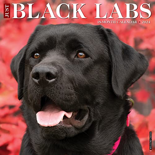 Just Black Labs 2024 12 X 12 Wall Calendar Just Black Labs 2024 12 X 12 Wall Calendar
