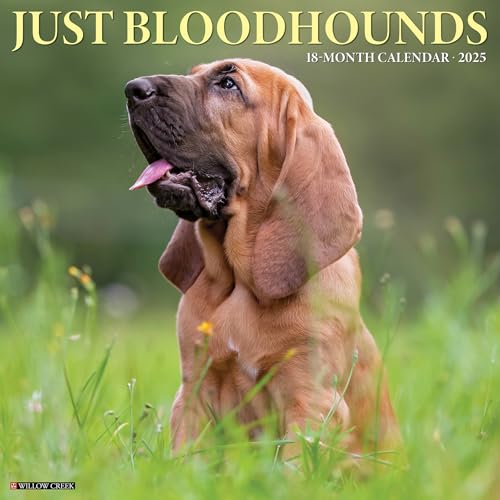 Just Bloodhounds 2025 12 X 12 Wall Calendar Just Bloodhounds 2025 12 X 12 Wall Calendar