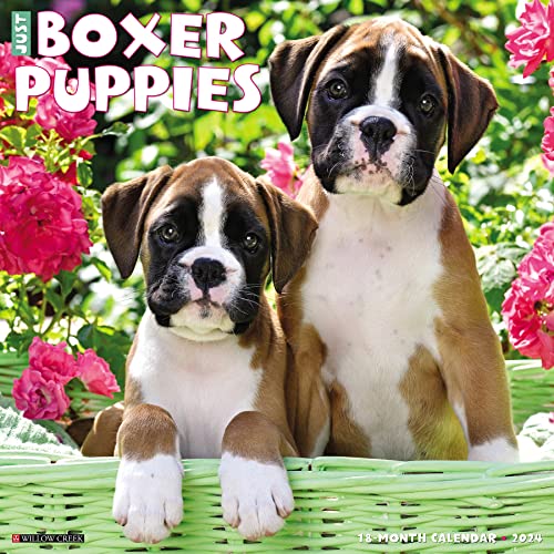 Just Boxer Puppies 2024 12 X 12 Wall Calendar Just Boxer Puppies 2024 12 X 12 Wall Calendar