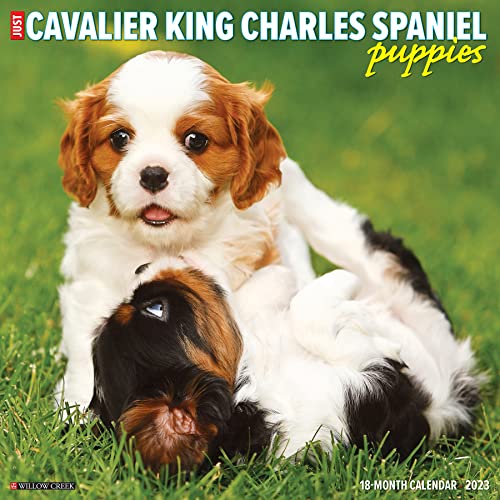 Just Cavalier King Charles Spaniel Puppies 2023 Wall Calendar von Willow Creek Calendars