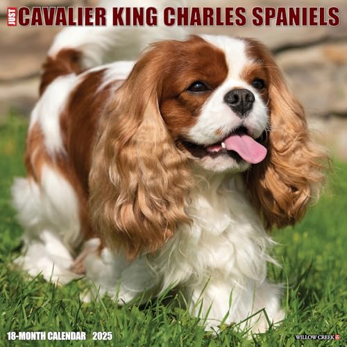 Just Cavalier King Charles Spaniels 2025 12 X 12 Wall Calendar Just Cavalier King Charles Spaniels 2025 12 X 12 Wall Calendar