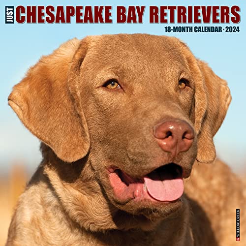 Just Chesapeake Bay Retrievers 2024 Calendar