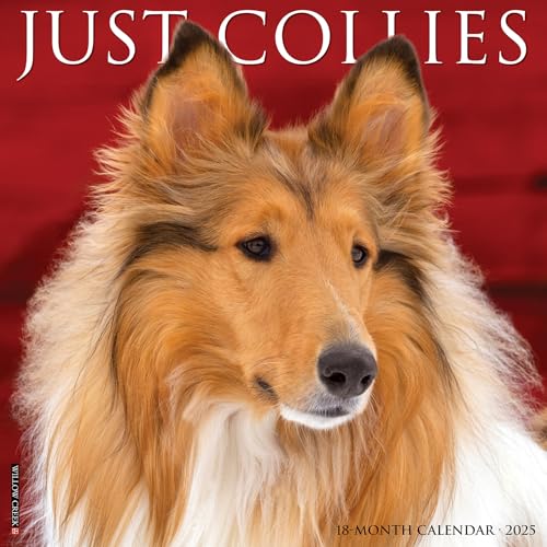Just Collies 2025 12 X 12 Wall Calendar Just Collies 2025 12 X 12 Wall Calendar