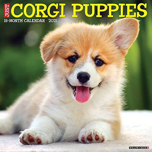 Just Corgi Puppies 2021 Calendar