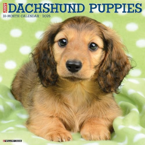 Just Dachshund Puppies 2025 12 X 12 Wall Calendar Just Dachshund Puppies 2025 12 X 12 Wall Calendar