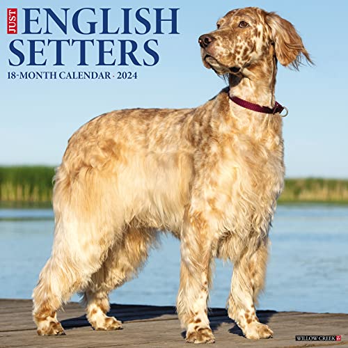 Just English Setters 2024 12 X 12 Wall Calendar Just English Setters 2024 12 X 12 Wall Calendar