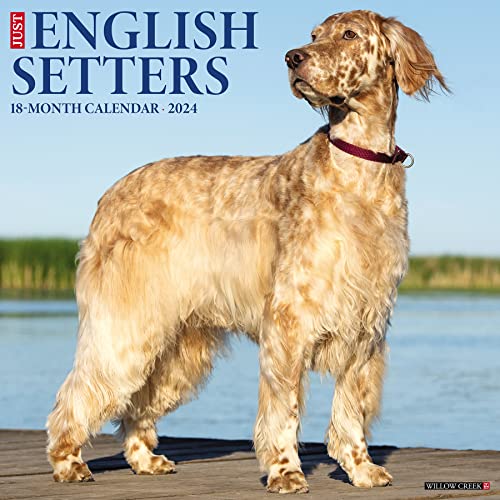 Just English Setters 2024 12 X 12 Wall Calendar