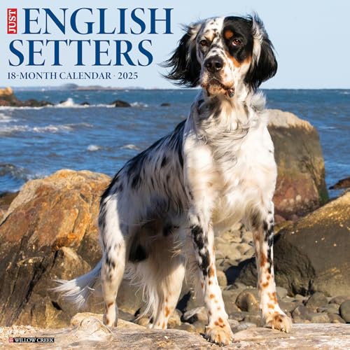 Just English Setters 2025 12 X 12 Wall Calendar Just English Setters 2025 12 X 12 Wall Calendar