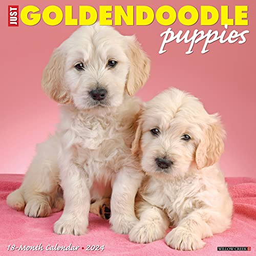 Just Goldendoodle Puppies 2024 Calendar