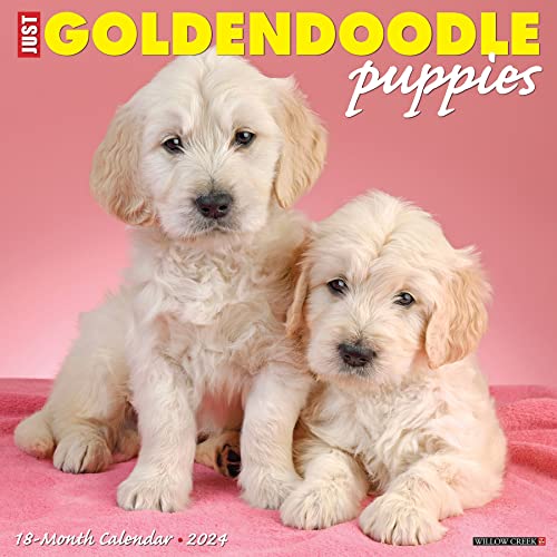 Just Goldendoodle Puppies 2024 Calendar Just Goldendoodle Puppies 2024 Calendar