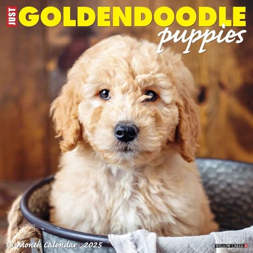 Goldendoodle Puppies 2025 Wall Goldendoodle Puppies 2025 Wall von WILLOW CREEK