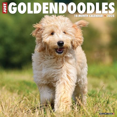 Just Goldendoodles 2025 12 X 12 Wall Calendar Just Goldendoodles 2025 12 X 12 Wall Calendar