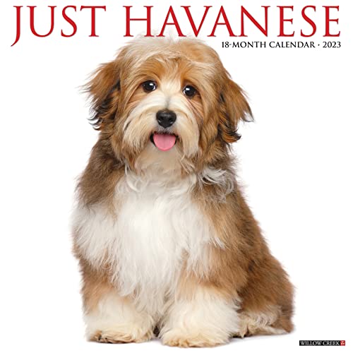 Just Havanese 2023 Wall Calendar