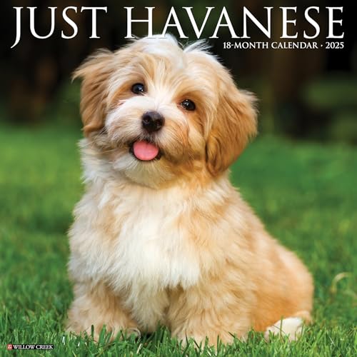 Just Havanese 2025 12 X 12 Wall Calendar Just Havanese 2025 12 X 12 Wall Calendar