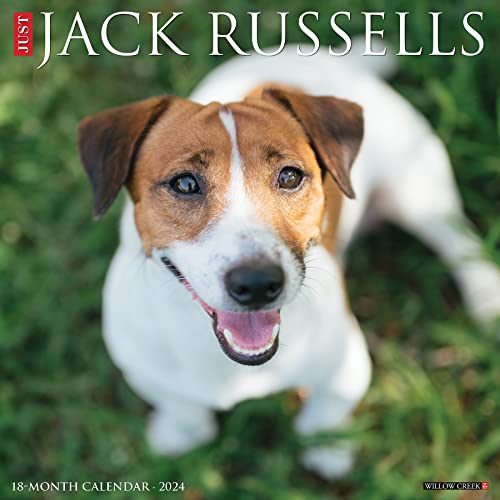 Just Jack Russells 2024 12 X 12 Wall Calendar