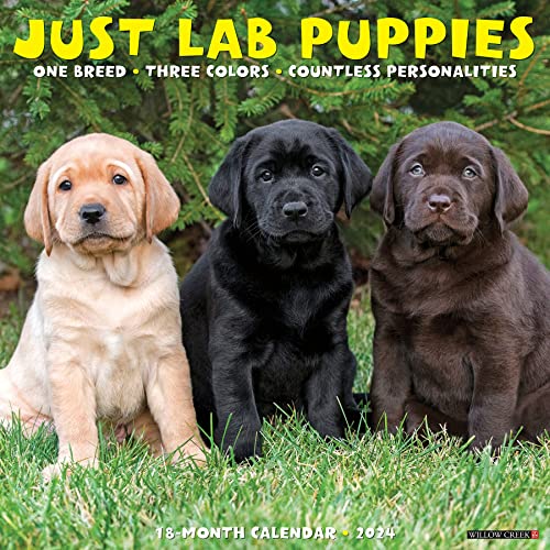 Just Lab Puppies 2024 Calendar von Willow Creek Pr