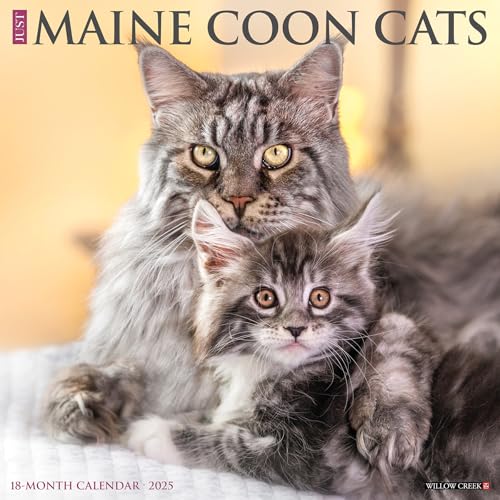 Just Maine Coon Cats 2025 12 X 12 Wall Calendar Just Maine Coon Cats 2025 12 X 12 Wall Calendar
