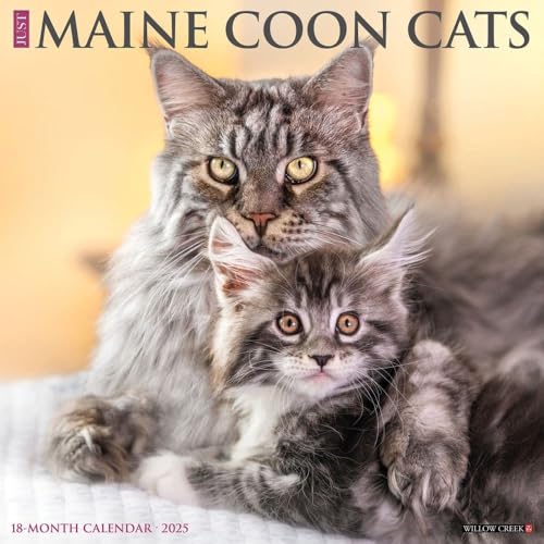 Maine Coon Cats 2025 Wall Maine Coon Cats 2025 Wall