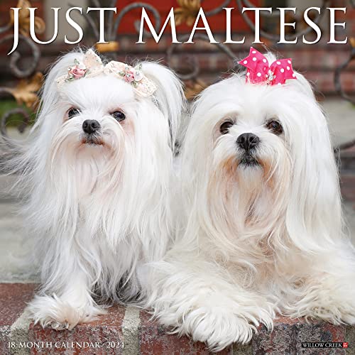 Just Maltese 2024 12 X 12 Wall Calendar