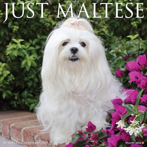 Just Maltese 2025 12 X 12 Wall Calendar Just Maltese 2025 12 X 12 Wall Calendar