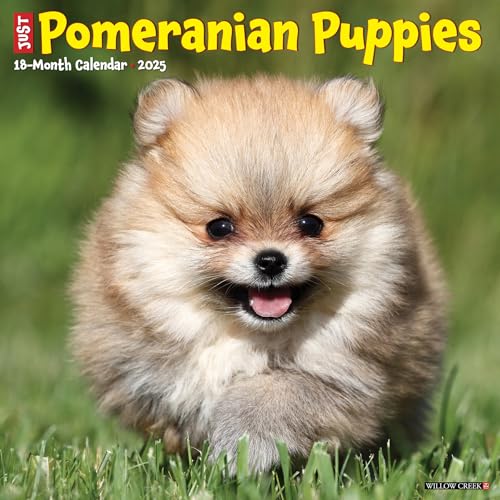 Just Pomeranian Puppies 2025 12 X 12 Wall Calendar Just Pomeranian Puppies 2025 12 X 12 Wall Calendar