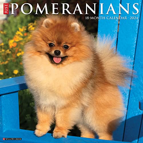 Just Pomeranians 2024 Calendar