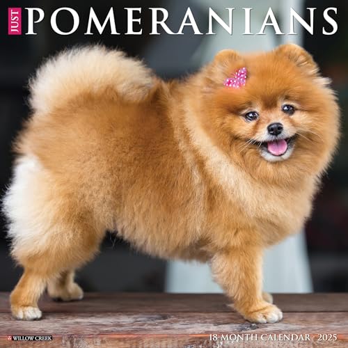 Just Pomeranians 2025 12 X 12 Wall Calendar Just Pomeranians 2025 12 X 12 Wall Calendar