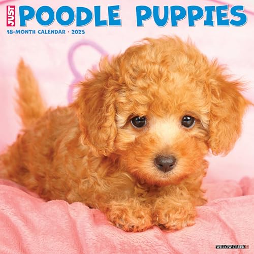 Just Poodle Puppies 2025 12 X 12 Wall Calendar Just Poodle Puppies 2025 12 X 12 Wall Calendar