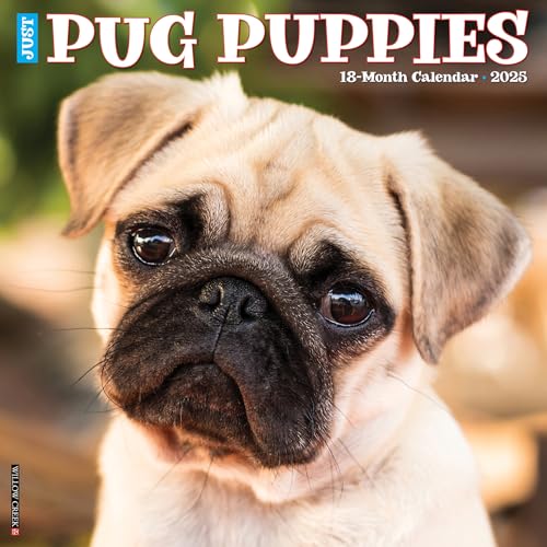 Just Pug Puppies 2025 12 X 12 Wall Calendar Just Pug Puppies 2025 12 X 12 Wall Calendar