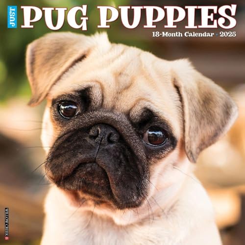 Pug Puppies 2025 Wall Pug Puppies 2025 Wall