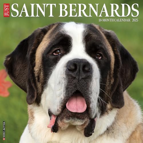 Just Saint Bernards 2025 12 X 12 Wall Calendar Just Saint Bernards 2025 12 X 12 Wall Calendar