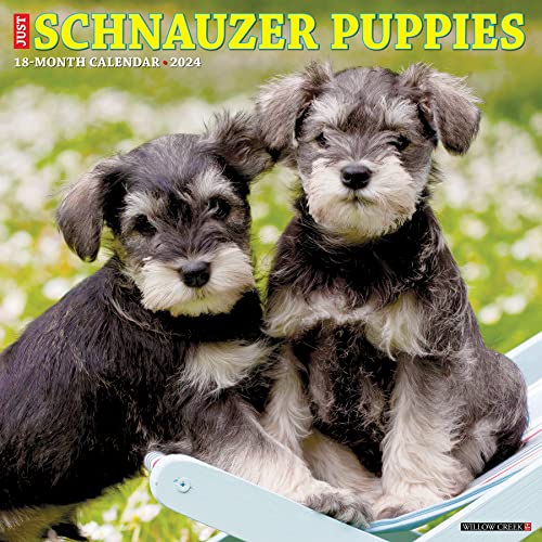 Just Schnauzer Puppies 2024 Calendar