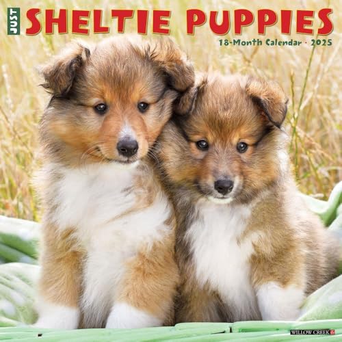 Sheltie Puppies 2025 Wall Sheltie Puppies 2025 Wall von WILLOW CREEK