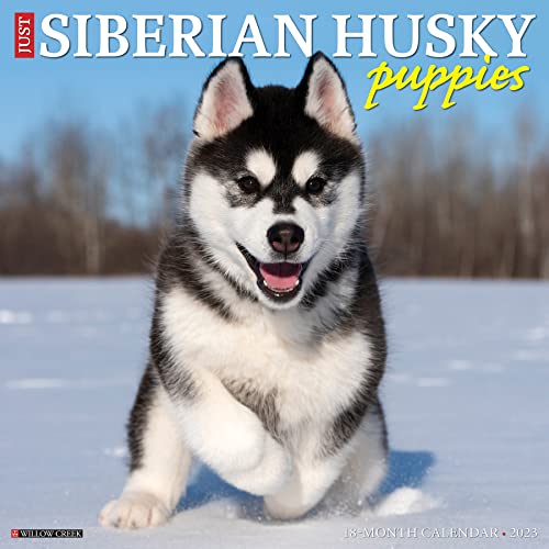 Just Siberian Husky Puppies 2023 Wall Calendar von WILLOW CREEK PRESS